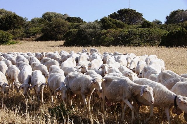 ANNATA AGRARIA 2021-IMMISSIONE BESTIAME PASCOLI COMUNALI