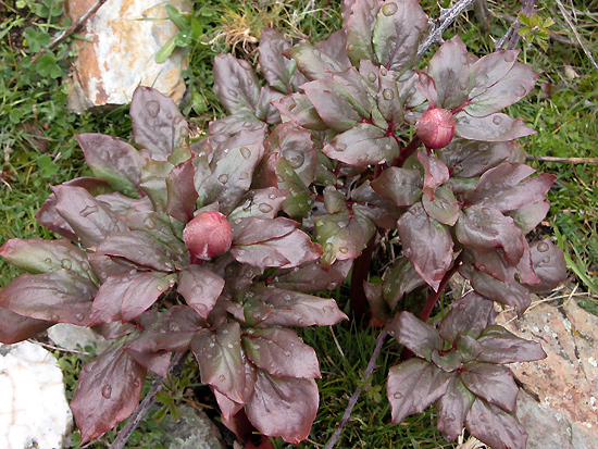 Peonia (foto Comune di Lula)