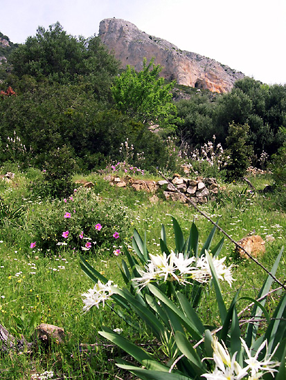 Primavera sul Monte Albo (foto Comune di Lula)